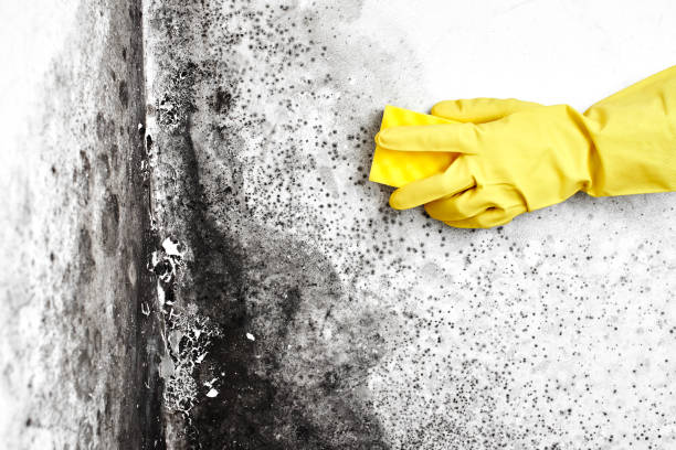 Best Mold Testing and Inspection Services in Las Palmas Ii, TX