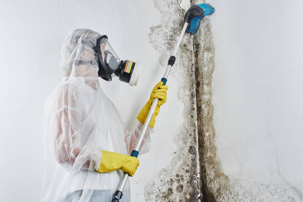Best Basement Mold Remediation in Las Palmas Ii, TX