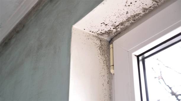 Best Mold Remediation for Specific Building Types in Las Palmas Ii, TX