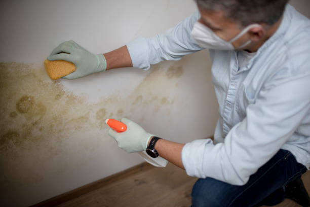 Best Localized Mold Remediation (e.g., coastal areas, humid climates) in Las Palmas Ii, TX