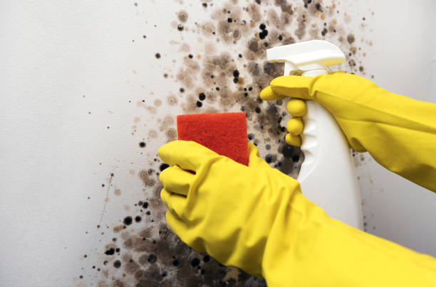 Reliable Las Palmas Ii, TX Mold Remediation Solutions