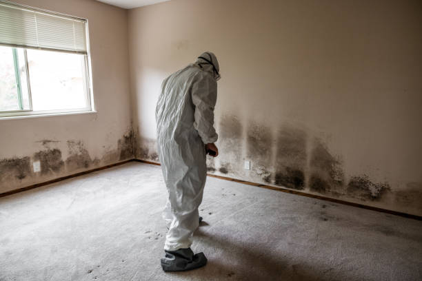 Best Post-Flood Mold Remediation in Las Palmas Ii, TX