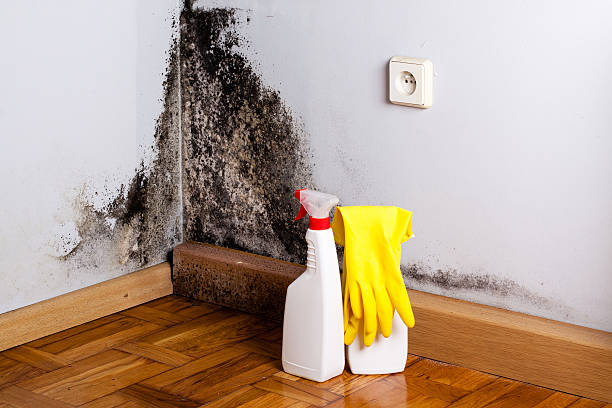 Professional Mold Remediation in Las Palmas Ii, TX