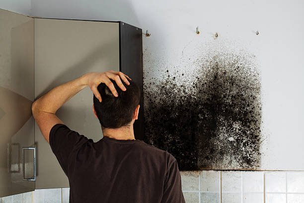 Best Residential Mold Remediation in Las Palmas Ii, TX
