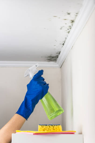 Best White Mold Remediation in Las Palmas Ii, TX